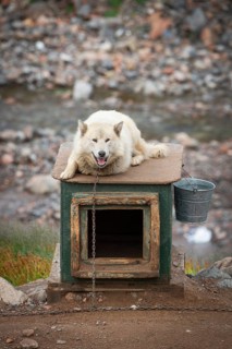 White sled dog lying chained on a doghouse, Inuit settlement Ittoqqortoormiit, Scoresbysund or
