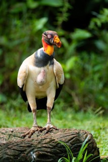 King vulture (Sarcoramphus papa), cock, vulture birds (Aegypiinae), Laguna del Lagarto Lodge,