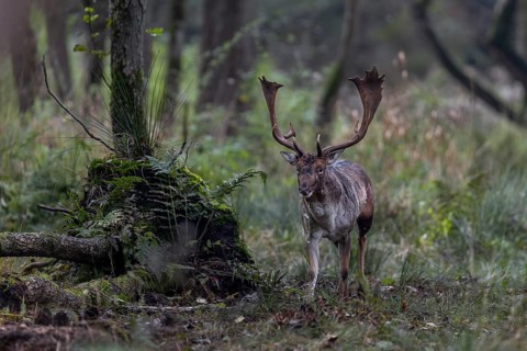 Rutting sites of fallow deer (Dama dama) are often located in dense forest areas that are difficult