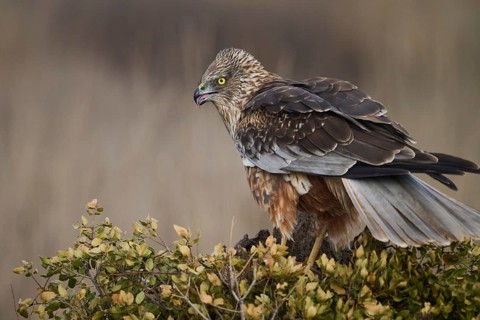 A stunning red kite perched attentively on a shrub, displaying its distinct plumage and sharp gaze