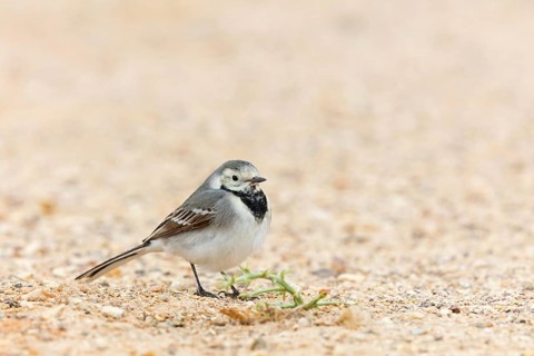 White wagtail, (Motacilla alba), animals, birds, songbird, family of wagtails and pipits, Israel