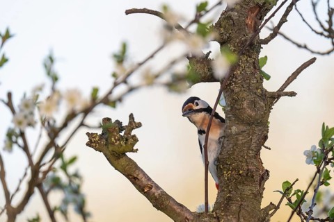 Great spotted woodpecker (Dendrocopos major) in a blossoming cherry tree, evening light,