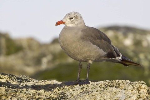 Heermann's Gull (Larus heermanni), British Columbia, Canada