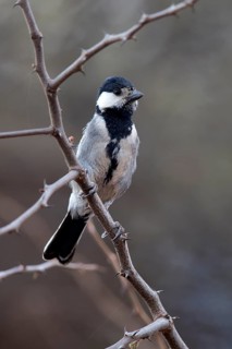 Acacia Tit (Melaniparus thruppi), Ethiopia