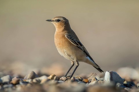 Northern Wheatear (Oenanthe oenanthe), Schleswig-Holstein, Germany