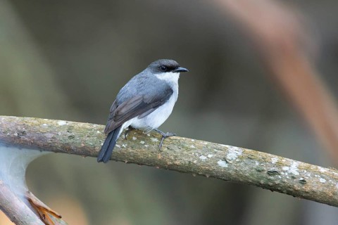 Mangrove Robin (Peneoenanthe pulverulenta leucura), Queensland, Australia