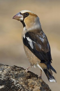 Hawfinch (Coccothraustes coccothraustes), Extremadura, Spain