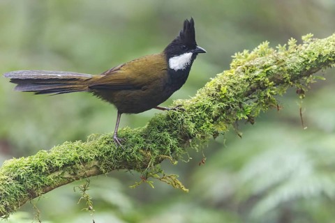 Eastern Whipbird (Psophodes olivaceus) perched on a branch in eastern Australia