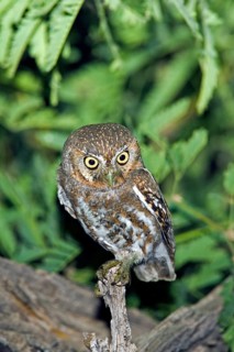 Elf Owl Micrathene whitneyi Tucson, ARIZONA, United States 17 May Adult at nest cavity entrance.