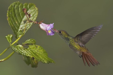 Rufous-tailed Hummingbird (Amazilia tzacatl), Ecuador