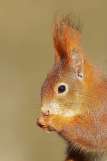 Eurasian red squirrel (Sciurus vulgaris) adult animal, animal portrait, head portrait, mammal,