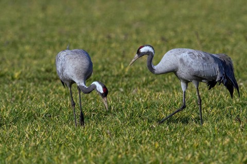 Common Crane (Grus grus) foraging, Mecklenburg-Western Pomerania, Germany