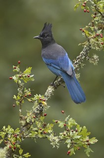 Steller's Jay (Cyanocitta stelleri), British Columbia, Canada