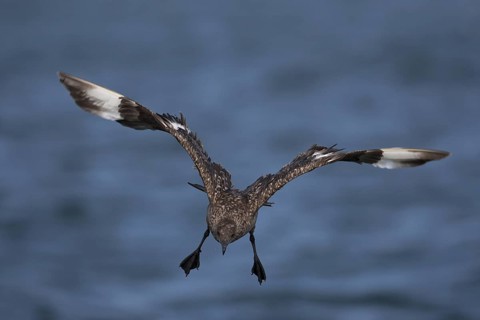 Great Skua (Stercorarius skua) landing, North Sea, Germany