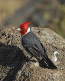 Red-crested Cardinal (Paroaria coronata), Hawaii, USA
