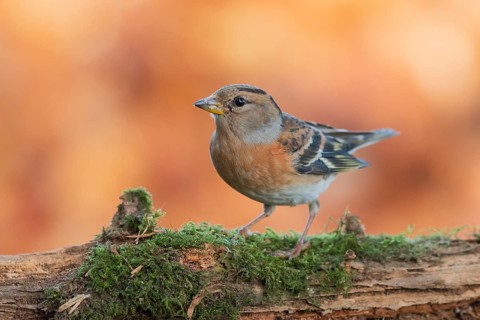 Brambling (Fringilla montifringilla) female perched on a branch, Lower Saxony, Germany