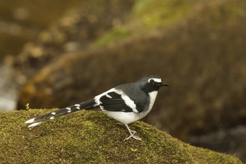 Slaty-backed Forktail (Enicurus schistaceus), Doi Inthanon, Thailand