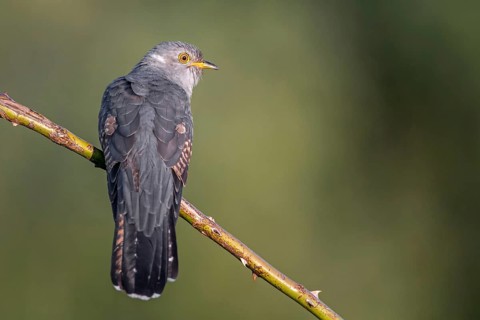 Common Cuckoo (Cuculus canorus), Saxony-Anhalt, Germany