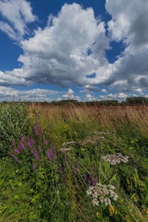 Flower meadow, weather, cloudy, nature, East Westphalia, Germany