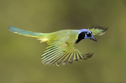 Green Jay (Cyanocorax luxuosus) flying, Texas, USA