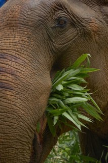 Close-up of a majestic Asian elephant munching on fresh green leaves in Thailand, showcasing its
