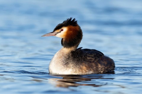 Great crested grebe (Podiceps cristatus) adult bird on a lake, England, United Kingdom