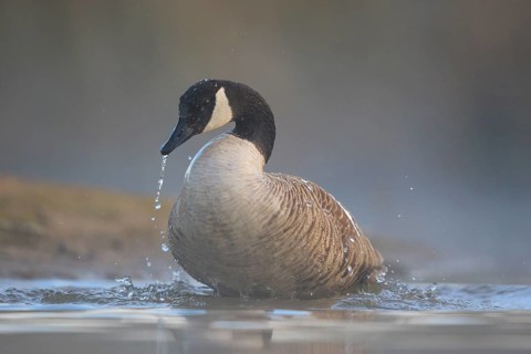 Canada Goose (Branta canadensis) bathing, North Rhine-Westphalia, Germany