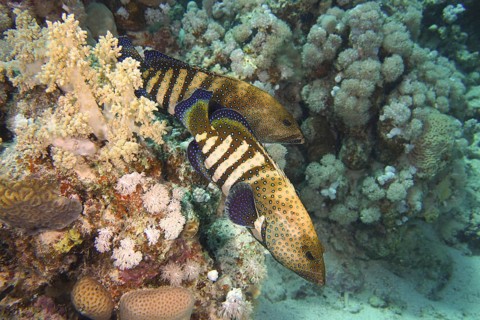 Two striped fish, peacock grouper (Cephalopholis argus), swim next to corals in clear water. Dive