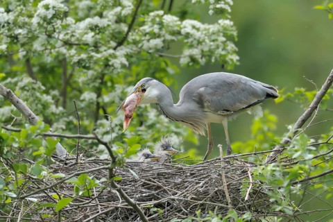 Grey Heron (Ardea cinerea) feeds juveniles in nest, North Rhine-Westphalia, Germany