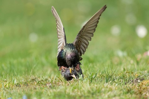 Common Starling (Sturnus vulgaris) pair mating, Bavaria, Germany