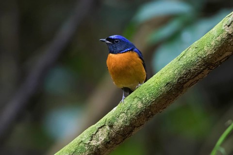 Fujian Niltava (Niltava davidi) male perched on a branch, Cuc Phuong, Vietnam