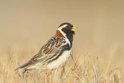 Lapland Longspur (Calcarius lapponicus) male singing, Alaska, USA