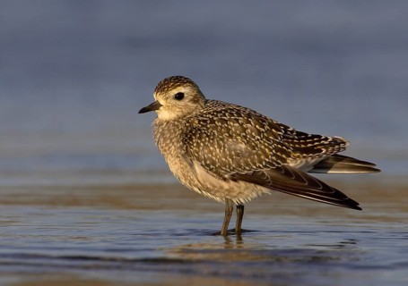 American Golden Plover (Pluvialis dominica), Ohio, USA