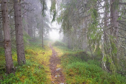 Path in foggy spruce forest, Alvdal, Hedmark, Innlandet, Norway, November 2025