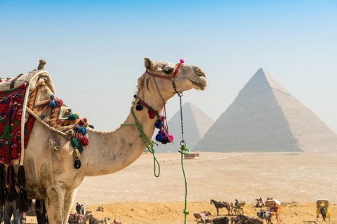 Camels and pyramids, Giza pyramids, UNESCO World Heritage Site, Giza, Cairo, Egypt