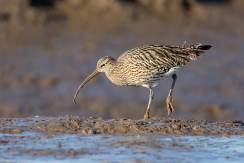 Eurasian curlew (Numenius arquata) adult wading bird carrying a lugworm in its beak on a mudflat,