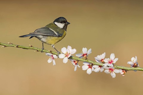 Great Tit (Parus major) perched in flowering almond tree, Aosta Valley, Italy