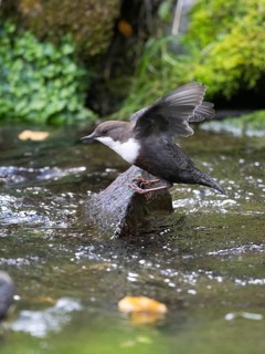 Common Dipper (Cinclus cinclus), adult bird perched on a stone in a hill stream, flapping its wings
