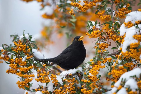 Common Blackbird (Turdus merula) male feeding on Firethorn (Pyracantha) berries, Saxony, Germany