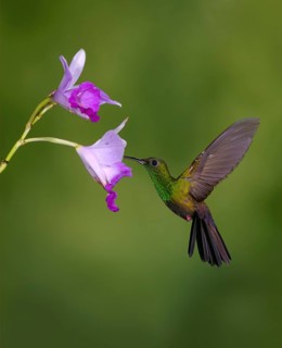 Male Bronze-tailed-Plumeleteer (Chalybura urochrysia) - at the Nature Pavilion in La Virgen, Costa