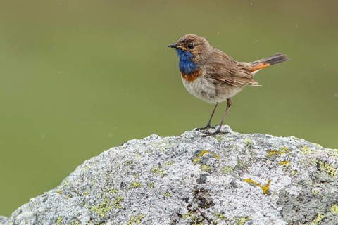 Bluethroat (Luscinia svecica), perched, Castile and Leon, Spain