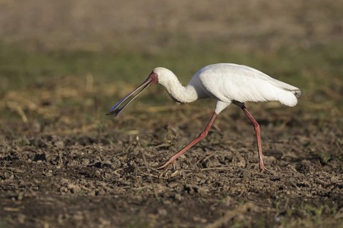 African Spoonbill (Platalea alba) foraging, Chobe, Botswana