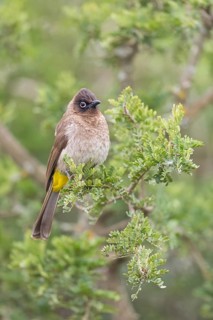 Cape bulbul (Pycnonotus capensis), Addo Elephant National Park, Addo, Western Cape, South Africa