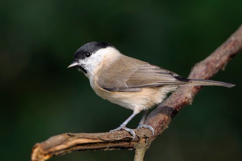 Sumpfmeise (Poecile palustris), Marsh tit, Altvogel, Oktober, NSG Dingdener Heide,