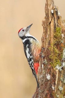 Middle spotted woodpecker (Dendrocopos medius), male sitting on a tree stump overgrown with moss