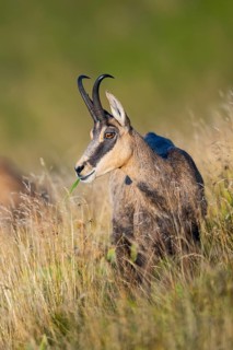 Chamois (Rupicapra rupicapra) on a meadow in the Vosges Mountains, wildlife, France