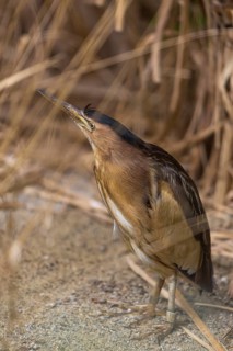 One little bittern or common little bittern (Ixobrychus minutus) hiding in reed grass, watching for