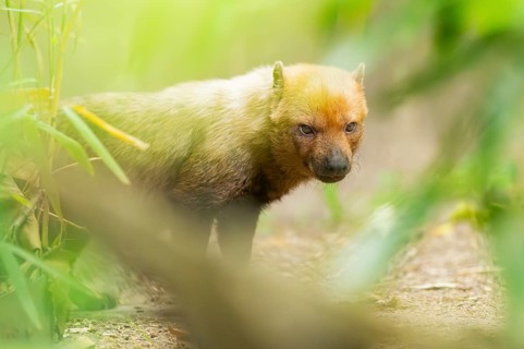 Bush dog (Speothos venaticus) standing on the ground behind bushes, captive