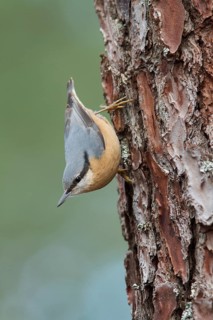 Eurasian Nuthatch (Sitta europaea) climbing a pinetree, Galicia, Spain