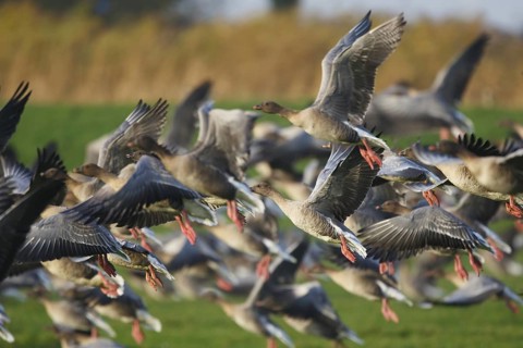Pink-footed Goose (Anser brachyrhynchus) flying, Friesland, Netherlands